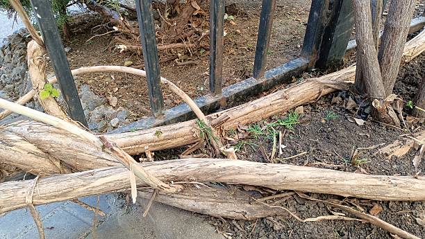 A closeup view of twisted wood positioned against an iron fence, illustrating natures resilience amid urban decay