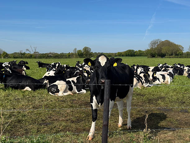 istock Black and white cows in a field 2212400923