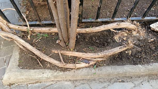 A detailed closeup image showcasing intertwined roots nestled within soil, set against a rustic fence backdrop