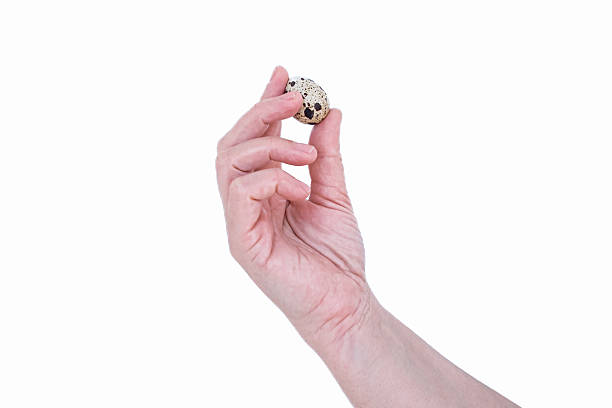 Close up photo of woman holding quail egg in her hands isolated on white background. Organic farm eggs. Selective focus. Female hand with egg. Copy space, Healthy eating