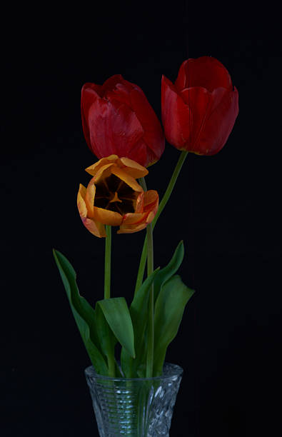 istock Tulip flowers growing in a vase on a black background 2212401859