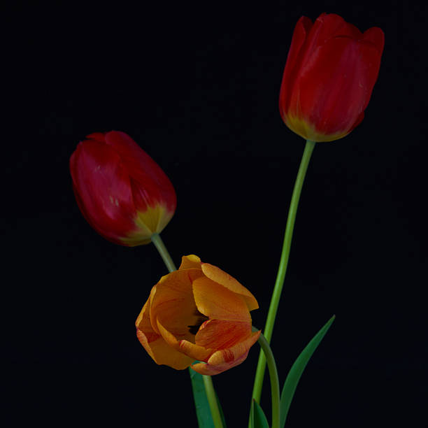 istock Tulip flowers growing in a vase on a black background 2212401864