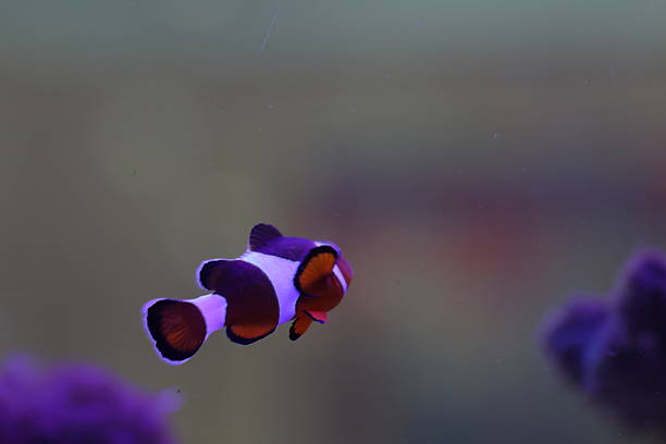 Clown fish Amphiprion ocellaris swim family group in polyps poisonous dangerous anemones in symbiotic neighborhood, breeding breaking off eggs in warm tropical waters on bottom of oceans coral reefs.