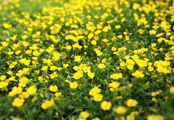 Summer meadow with yellow flowers