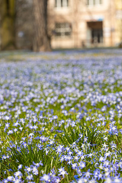 spring blue wild flowers in the park