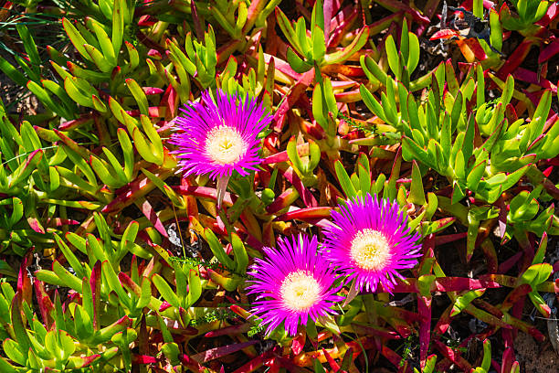 Carpobrotus edulis (commonly known as hottentot-fig, sour fig, ice plant), a ground-creeping plant with succulent leaves native to South Africa