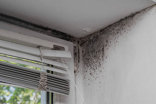 istock There is a mold in the corner of the window. 2212414246
