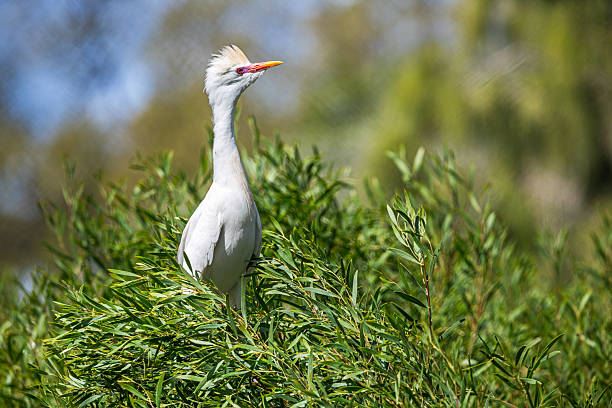 A graceful little egret (Egretta garzetta) perches elegantly on a sturdy tree branch within a small bird reserve behind the bus station in Arrecife, Lanzarote. Its pristine white plumage contrasts beautifully against the lush green foliage, while its slender black legs and sharp yellow beak add to its delicate presence. The egret appears calm yet watchful, embodying the serene atmosphere of its protected habitat. The soft natural lighting enhances the textures of the tree bark and the egret’s feathers, making this a compelling wildlife portrait.