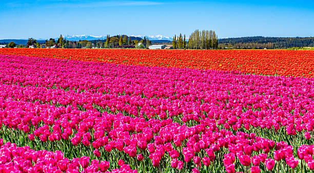 istock Washington Tulips Field  Detail  3 2212415053