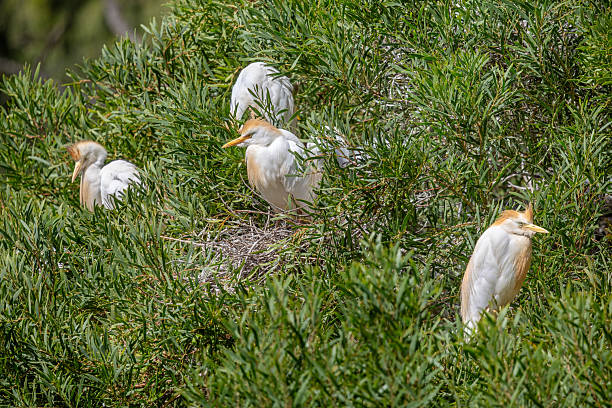 Three elegant little egrets (Egretta garzetta) stand among the branches of a lush tree in a small bird reserve behind the bus station in Arrecife, Lanzarote. Their pristine white plumage contrasts beautifully against the dense green foliage, while their slender black legs and sharp yellow beaks add to their delicate presence. Each egret is positioned at a different height, creating a dynamic composition that highlights their graceful posture and quiet observation of their surroundings. The soft natural lighting enhances the textures of the tree bark and the birds’ feathers, making this a compelling wildlife portrait.