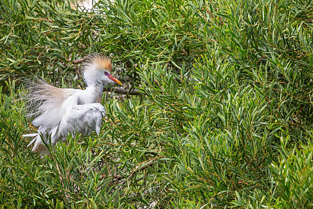 A striking little egret (Egretta garzetta) stands gracefully among the branches of a lush tree in a small bird reserve behind the bus station in Arrecife, Lanzarote. Its pristine white plumage contrasts beautifully against the dense green foliage, while its slender black legs and sharp yellow beak add to its delicate presence. The egret’s crest feathers give it a distinctive look, adding to the elegance of its posture. Positioned in a quiet, protected habitat, the bird appears calm yet watchful, embodying the serene atmosphere of its surroundings. The soft natural lighting enhances the textures of the tree bark and the egret’s feathers, making this a compelling wildlife portrait.