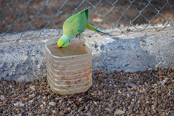 A vibrant Rose-ringed Parakeet (Psittacula krameri) perches on the edge of a plastic container, sipping water in an urban setting near a small bird reserve behind the bus station in Arrecife, Lanzarote. Its bright green plumage contrasts sharply with the muted tones of the concrete surroundings, while its distinctive red beak and long tail feathers add a splash of color to the scene. The presence of scattered pine cones and a chain-link fence in the background highlights the intersection of nature and human-made environments, emphasizing the adaptability of this resilient species.