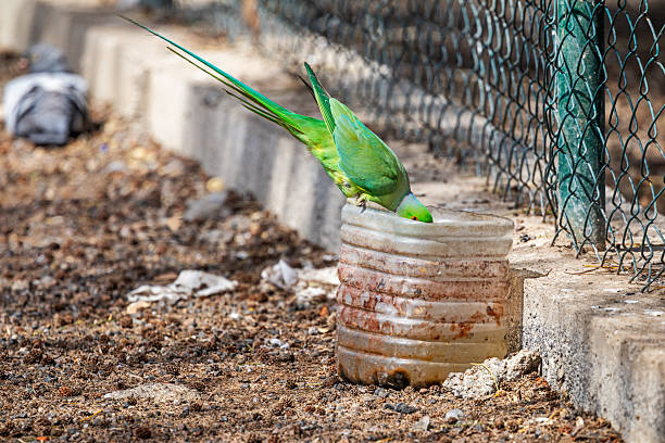 Rose ringed parakeet or ring necked parakeet or Psittacula krameri eating tomato with face expression in winter season safari at keoladeo national park forest bharatpur bird sanctuary rajasthan india