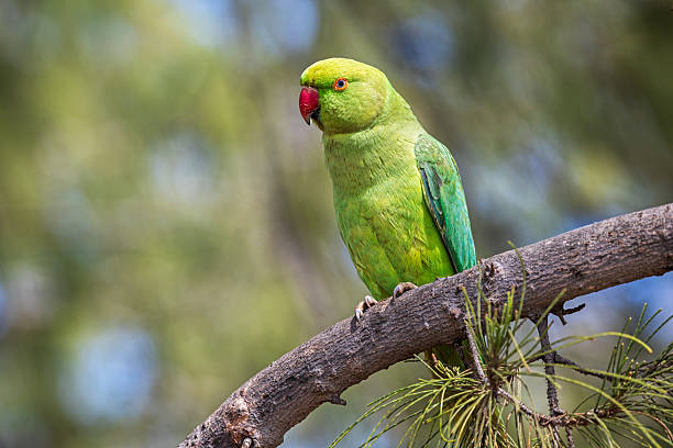 Close-up of Alexandrine parakeet also known as Alexandrine ring-necked parakeet