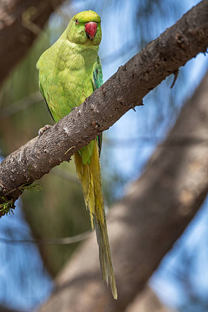 istock Rose-ringed Parakeet Perched on a Branch – Bird Reserve in Arrecife, Lanzarote 2212415532