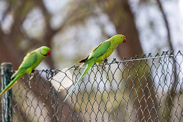 A beautiful view of a Rose-ringed parakeet or ring-necked parakeet (Psittacula krameri) in a green blurred background. West Bengal, India