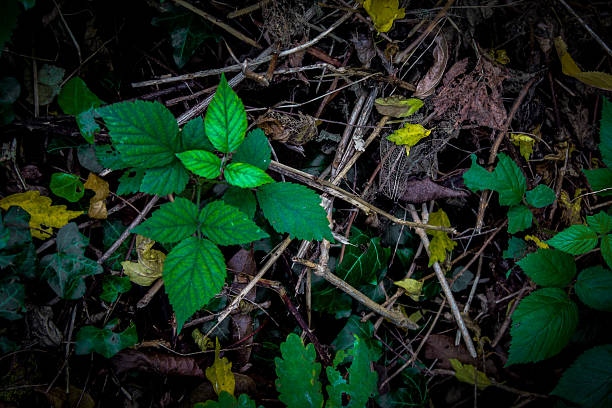 Close-up of fresh green leaves surrounded by dry branches, fallen leaves, and forest debris. Natural woodland texture illustrating the contrast between life and decay in a wild environment