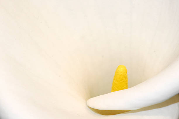 Close-up yellow calla lilies (Zantedeschia) growing on a central California coast field.Taken in Watsonville, California, USA.