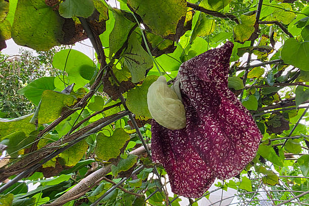 istock aristolochia flower close up detali 2212416676