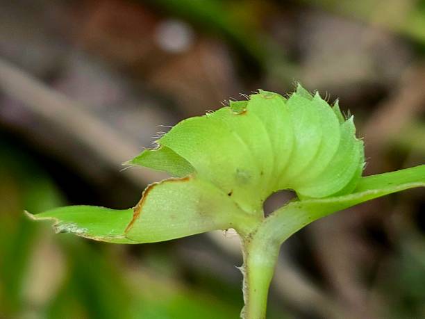istock Unique shaped leaf of nature 2212417048
