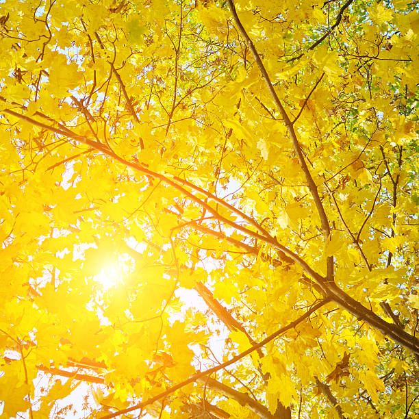 istock Sunny autumn day with beautiful yellow fall foliage. 2212417132