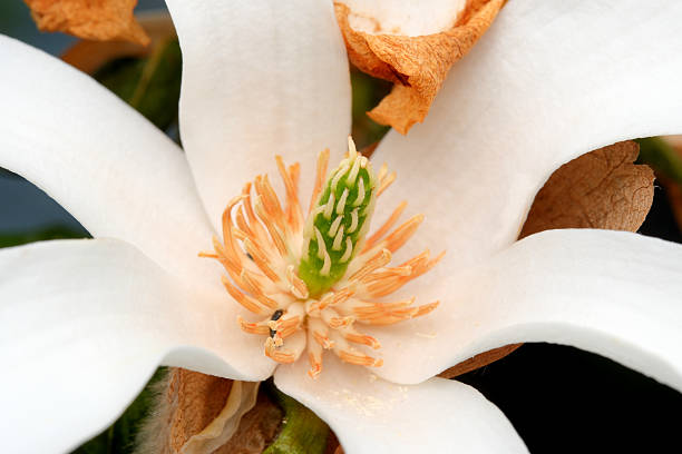 A close-up view of a magnolia flower revealing its beautiful petals and center.