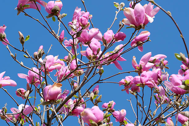 istock Magnolia blooms under a blue sky 2212417848
