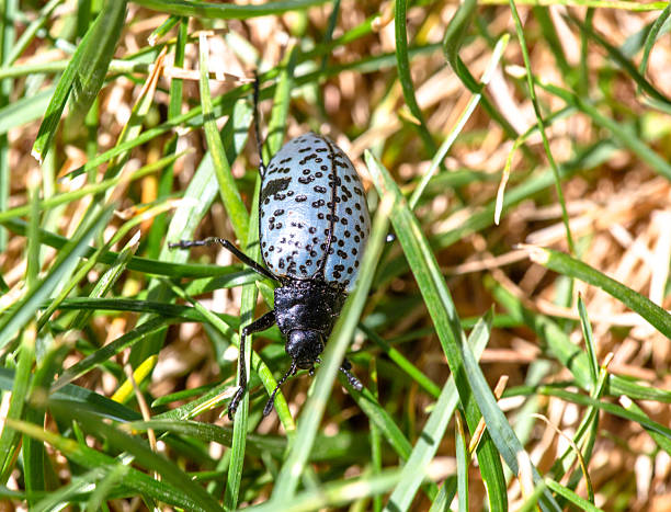 The cobalt milkweed beetle or blue milkweed beetle, is a member of the diverse family leaf beetles