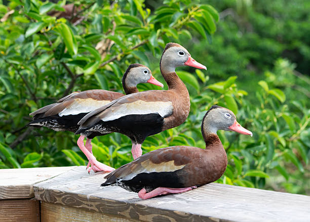 istock Three Black-Bellied Whistling Ducks Together on Wall 2212422510