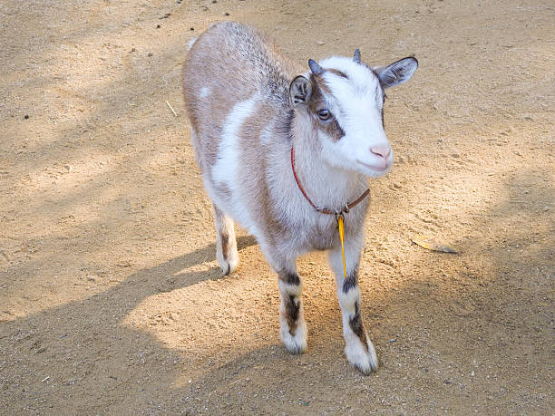 istock Portrait of a Young Goat 2212422584