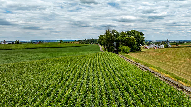 istock Vibrant Green Cornfields Stretch Across the Landscape Under a Cloudy Sky in Rural America on a Peaceful Afternoon 2212423411