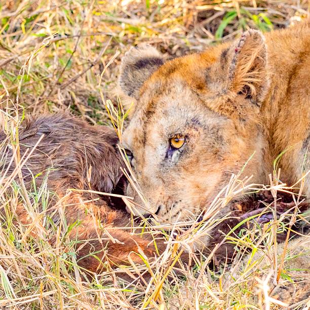 istock Lion cub eating a wildebeest 2212423867