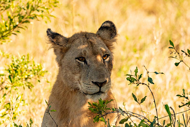 istock Cute lion cub looking apprehensive 2212423908