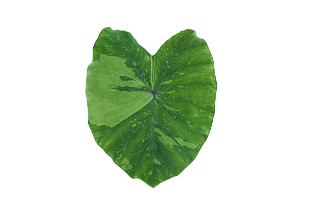 istock Various types of elephant ear leaf or taro leaf 2212424978