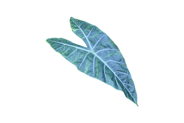 istock Various types of elephant ear leaf or taro leaf 2212425030