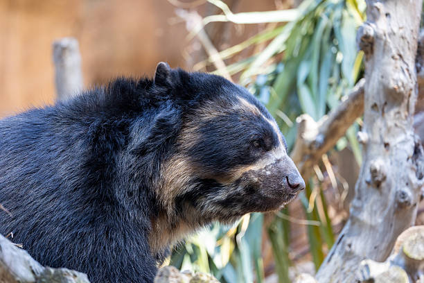 Close up of an andean bear