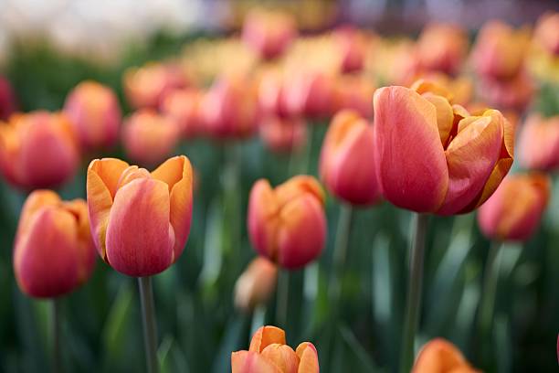 istock Vibrant Tulips in Full Bloom 2212426304