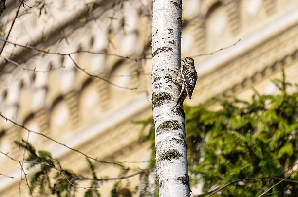 Yellow-bellied Sapsucker, a female bird, taps the bark of a birch tree for its sweet sap and insects on the campus of Univerity of Toronto