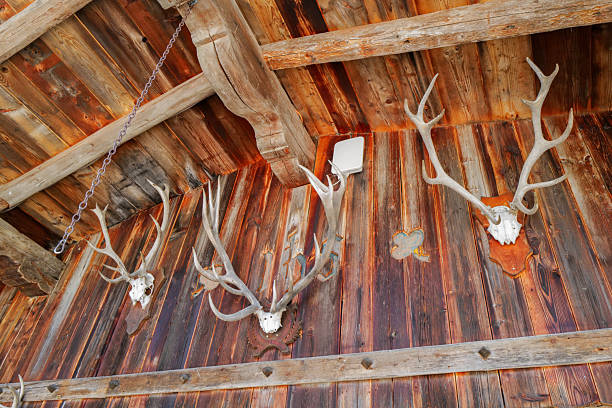 Close up of deer antlers on concrete background