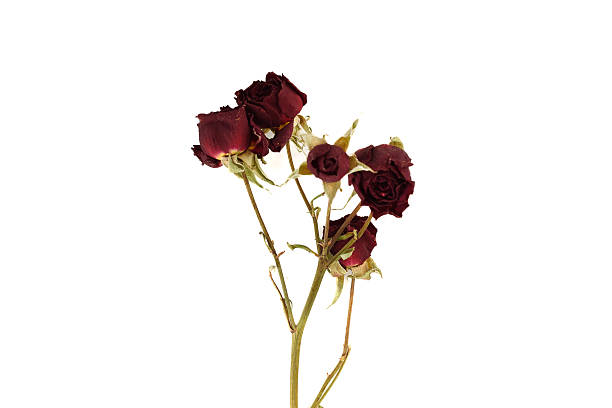 Wilted red roses on a white background