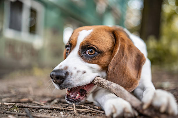 A lively beagle dog engages in playful chewing of a stick while enjoying outdoor activity. The background showcases a blurred green and beige environment, adding depth and a natural atmosphere.