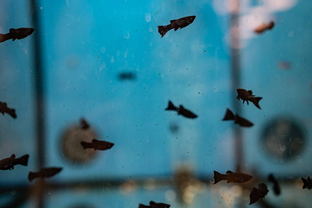 Silhouetted fish gracefully swim in an aquarium, highlighted against a blue, slightly blurred background, showcasing calm and aquatic imagery.