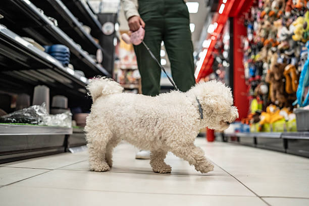 istock Fluffy White Dog on Leash Walking Through a Pet Store Aisle 2212431319