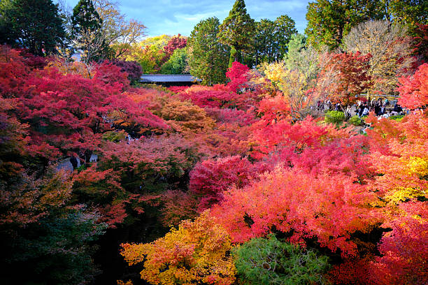 Fall foliage at Kyoto