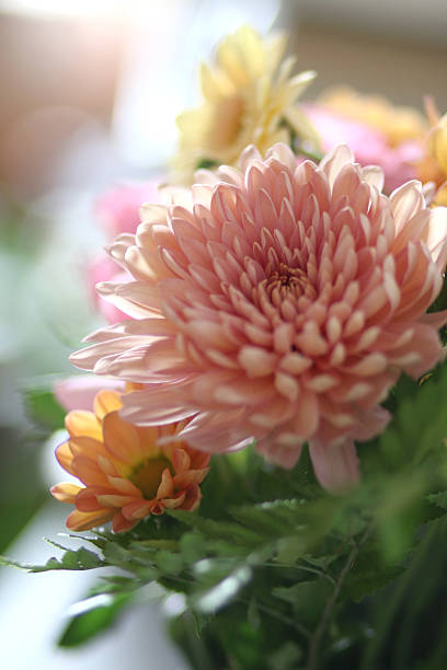 istock Soft Glow of Chrysanthemums 2212433222
