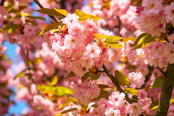 istock Pink cherry blossom blooms sway gently in the spring breeze under a bright blue sky, creating a serene and beautiful atmosphere 2212437555