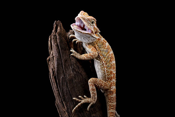 istock bearded dragon lizard sitting on a wood 2212437879