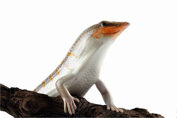 istock Sandfish lizards on a wood, Sandfish lizard isolated on white(Scincus scincus) 2212437908