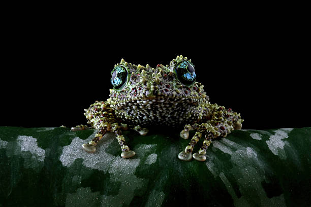 istock Vietnamese mossy frog on a leaves, moss tree frog isolated on black 2212437936