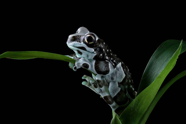 istock The Amazon milk frog on a tree, blue milk frog, Trachycephalus resinifictrix 2212437939